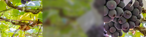 ぶどう